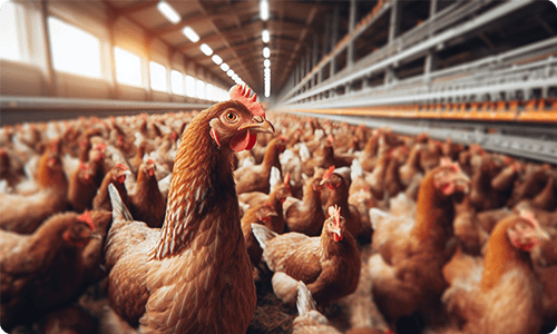 Animal feed mineral additives application