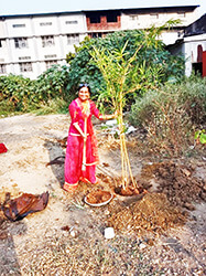 Bamboo Tree Plantation
