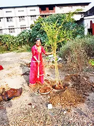 Bamboo Tree Plantation