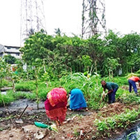 Bamboo Tree Plantation