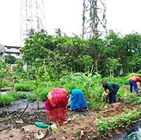 Bamboo Tree Plantation